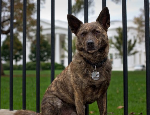 Pies prezydenta